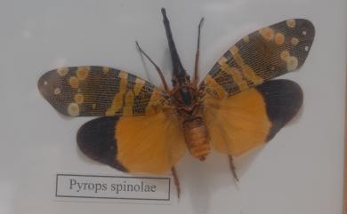 Pyrops spinolae (Westwood, 1842) 弧頭蠟蟬