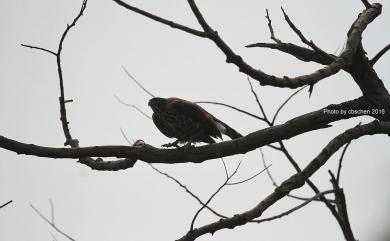 Accipiter trivirgatus formosae Mayr, 1949 鳳頭蒼鷹(台灣特有亞種)