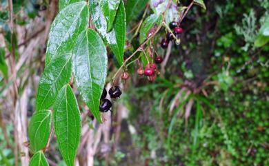 Gaultheria cumingiana S.Vidal 白珠樹