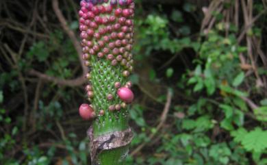 Amorphophallus hirtus 密毛魔芋