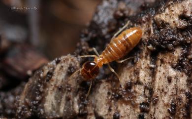 Nasutitermes takasagoensis (Shiraki, 1911) 高砂象白蟻