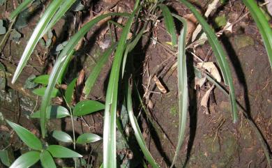 Cymbidium ensifolium 建蘭