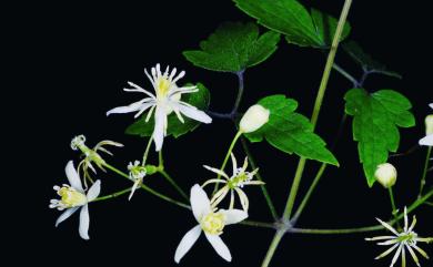 Clematis grata Wall. 串鼻龍