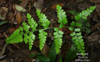 Lindsaea javanensis 爪哇鱗始蕨