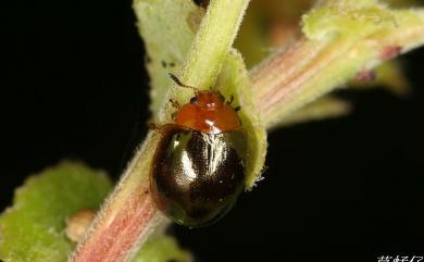 Plagiodera versicolora (Laicharting, 1781) 柳瓢金花蟲