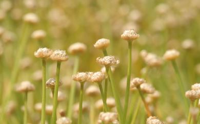 Eriocaulon taishanense 泰山縠精草