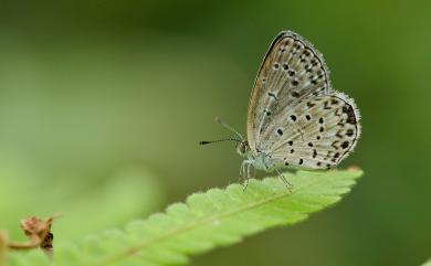 Zizeeria maha okinawana 藍灰蝶