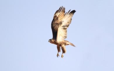 Buteo japonicus japonicus (Temminck & Schlegel, 1844) 東方鵟