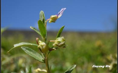 Hybanthus enneaspermus (L.) F. Muell. 鼠鞭草