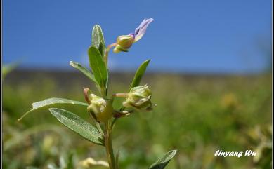 Hybanthus enneaspermus (L.) F. Muell. 鼠鞭草