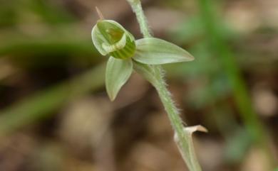 Goodyera seikoomontana 哥綠懷蘭