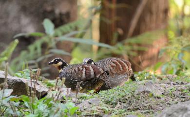 Arborophila crudigularis (Swinhoe, 1864) 臺灣山鷓鴣