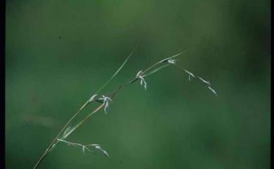 Apluda mutica L. 水蔗草