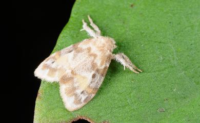 Nudaria diaphanella (Hampson, 1893)