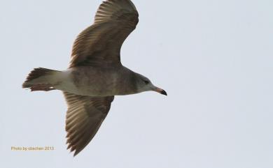 Larus crassirostris Vieillot, 1818 黑尾鷗