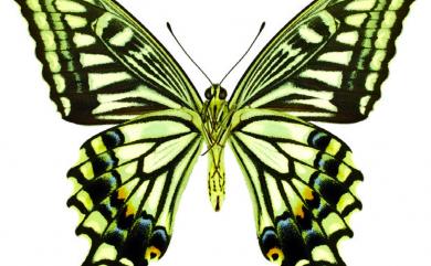 Papilio xuthus Linnaeus, 1767 柑橘鳳蝶