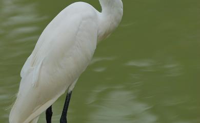 Egretta garzetta garzetta (Linnaeus, 1766) 小白鷺