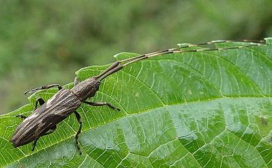 Cleptometopus orientalis Mitono, 1934 棗紅長角天牛