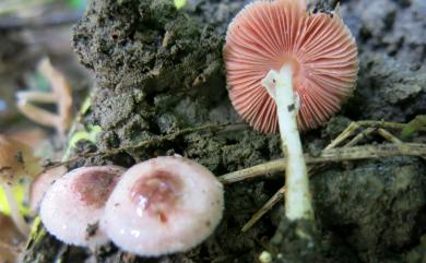 Agaricus dulcidulus