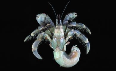 Coenobita rugosus Milne-Edwards, 1837 皺紋陸寄居蟹