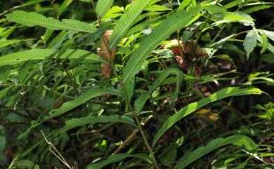 Pronephrium gymnopteridifrons (Hayata) Holttum 大羽新月蕨