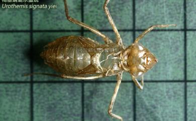 Urothemis signata yiei Asahina, 1972 褐基蜻蜓