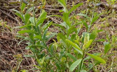 Crotalaria retusa L. 凹葉野百合