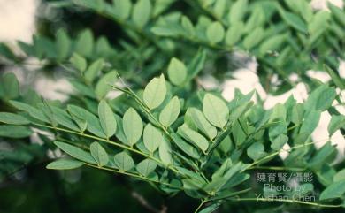 Maackia taiwanensis 臺灣馬鞍樹