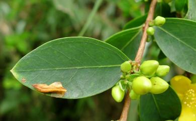 Hypericum geminiflorum Hemsl. 雙花金絲桃