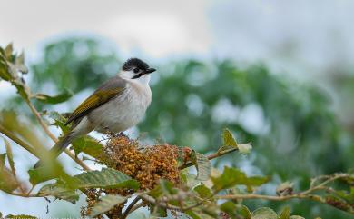 Pycnonotus taivanus Styan, 1893 烏頭翁