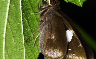 Notocrypta feisthamelii alinkara Fruhstorfer, 1911 連紋袖弄蝶(菲律賓亞種