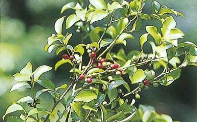 Lindera akoensis 內苳子