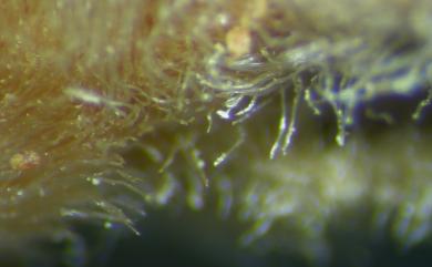 Aceria eriobotryae (Keifer, 1938) 枇杷瘤節蜱