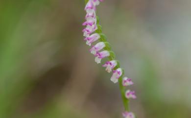 Spiranthes sinensis 綬草