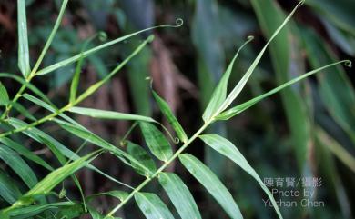 Flagellaria indica 印度鞭藤