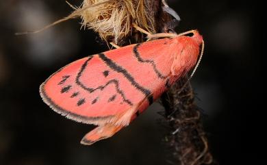 Asuridia rubripennis Inoue, 1988 露繡苔蛾