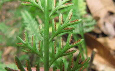 Asplenium prolongatum Hook. 長生鐵角蕨