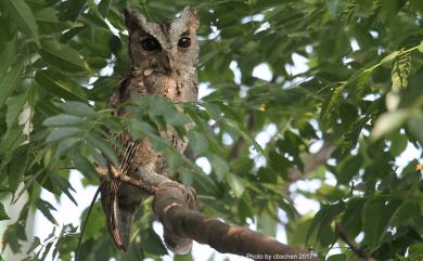 Otus lettia glabripes (Swinhoe, 1870) 領角鴞(台灣亞種)