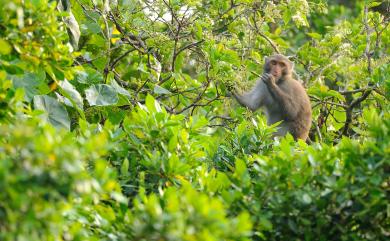 Macaca cyclopis Swinhoe, 1863 臺灣獼猴