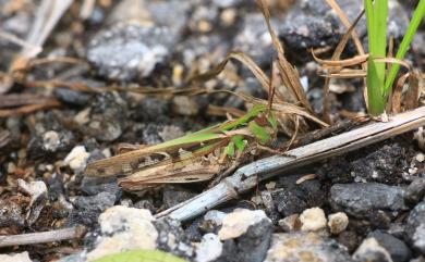 Aiolopus thalassinus tamulus (Fabricius, 1798) 斑蝗