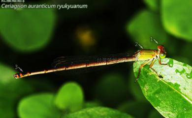 Ceriagrion auranticum ryukyuanum Asahina, 1967 紅腹細蟌