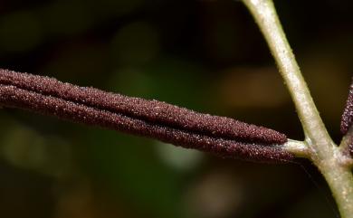 Lomariopsis boninensis 羅蔓藤蕨