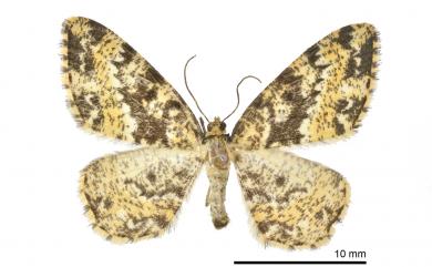 Monocerotesa conjuncta (Wileman, 1912) 緣波刮紋尺蛾