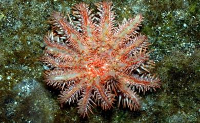 Acanthaster planci (Linnaeus) 棘冠海星