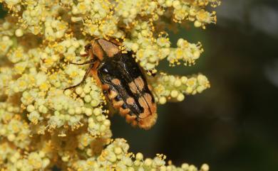 Coilodera formosana (Moser, 1910) 臺灣瘦花金龜