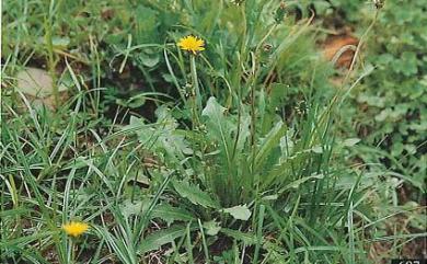 Taraxacum formosanum 臺灣蒲公英