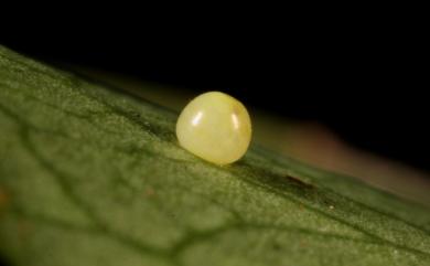 Abisara burnii etymander 白點褐蜆蝶