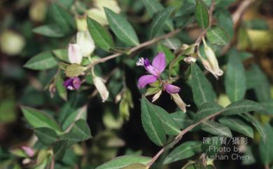 Polygala japonica Houtt. 瓜子金