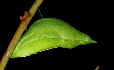 Papilio hermosanus Rebel, 1906 臺灣琉璃翠鳳蝶