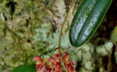 Bulbophyllum albociliatum var. albociliatum 白毛捲瓣蘭